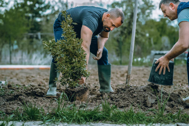 Best Tree Maintenance Programs  in Chatham, VA