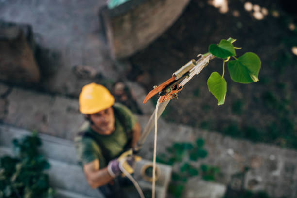 Best Arborist Consultation Services  in Chatham, VA