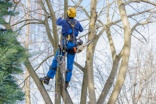Best Emergency Tree Removal  in Chatham, VA