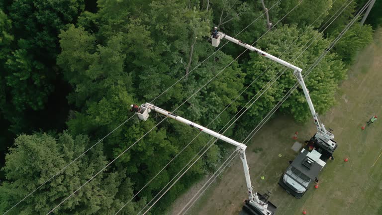 Best Tree Preservation Services  in Chatham, VA